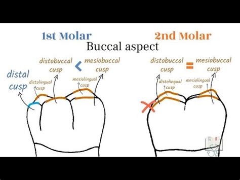 Difference Between Mandibular First Molar and Second Molar.